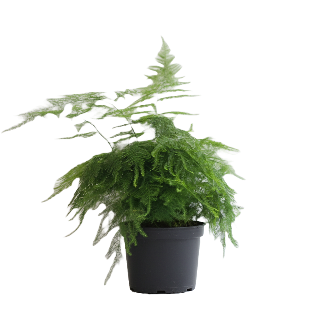 Aparagus Plumosa Fern