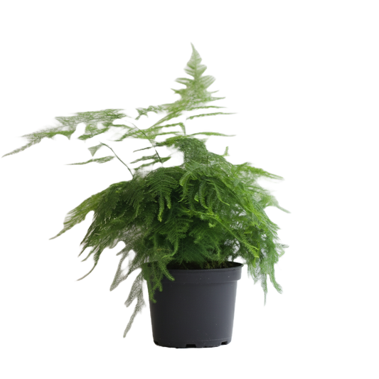 Aparagus Plumosa Fern
