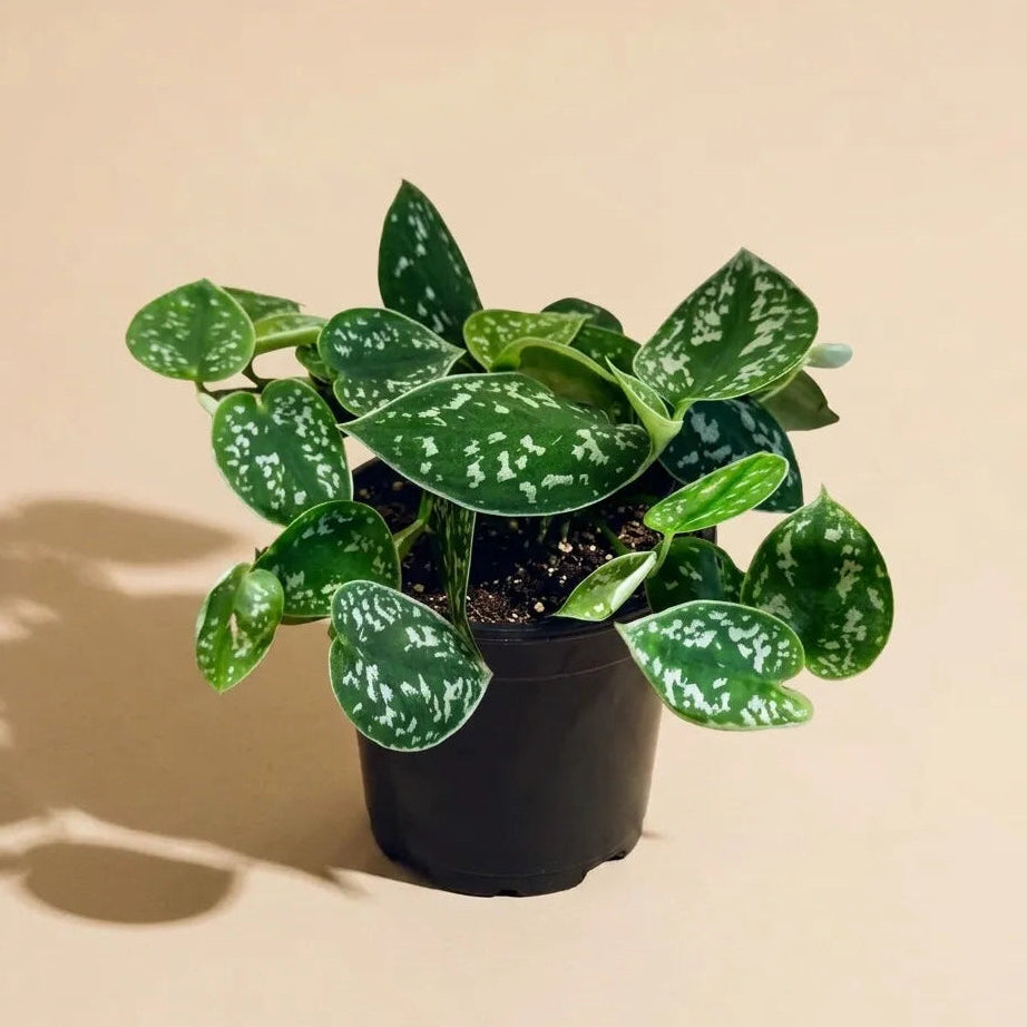 satin pothos low light Pothos Pictus Satin, Live Plant Delivery