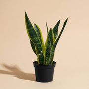 Snake Plant Laurentii