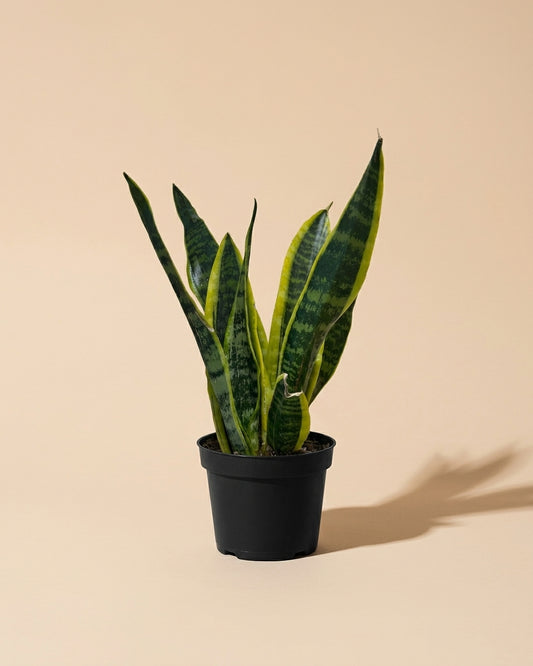 Snake Plant Laurentii