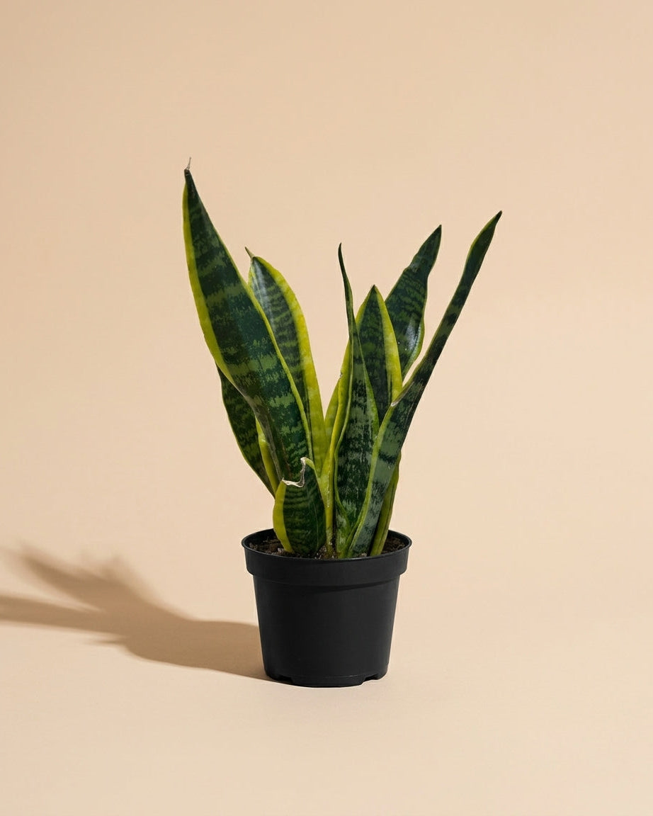 Snake Plant Laurentii