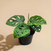 Monstera Swiss Cheese 'Wide Form'