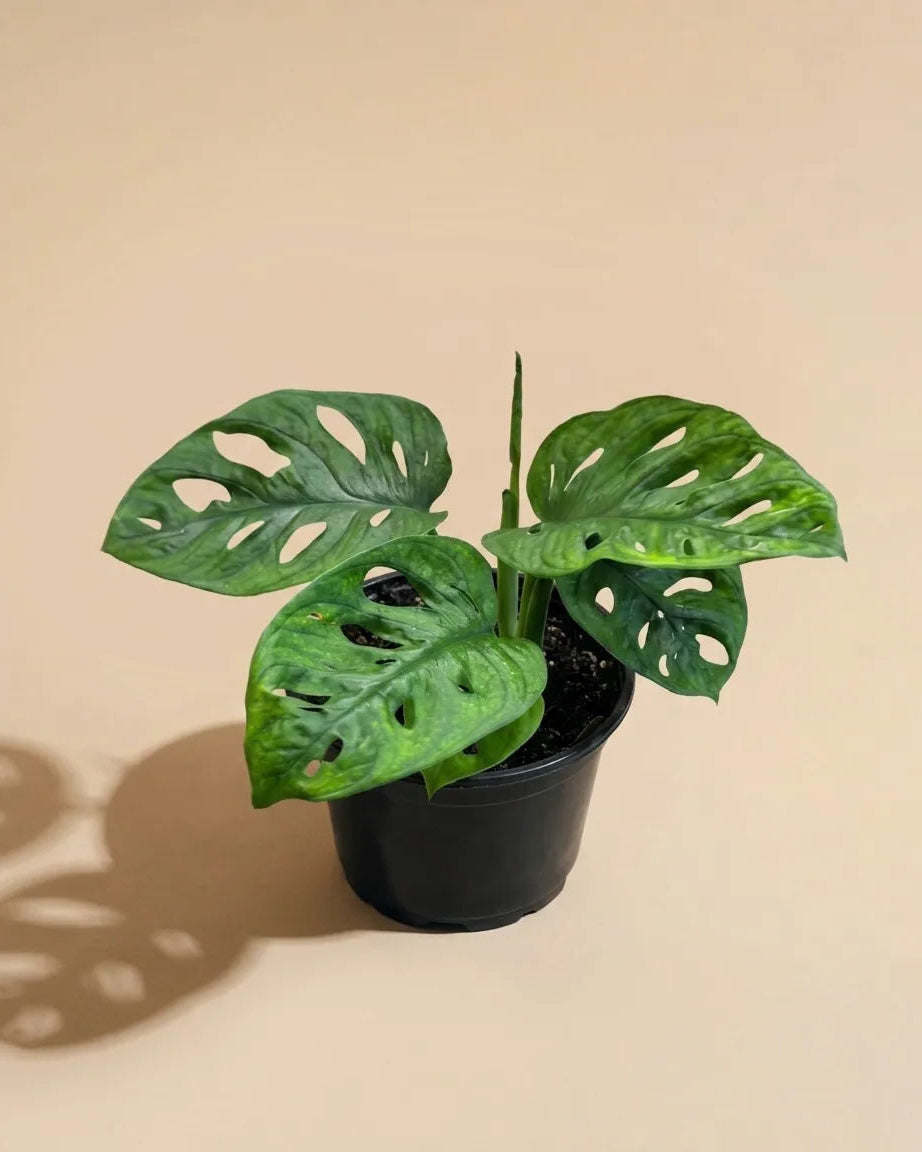 Monstera Swiss Cheese 'Wide Form'