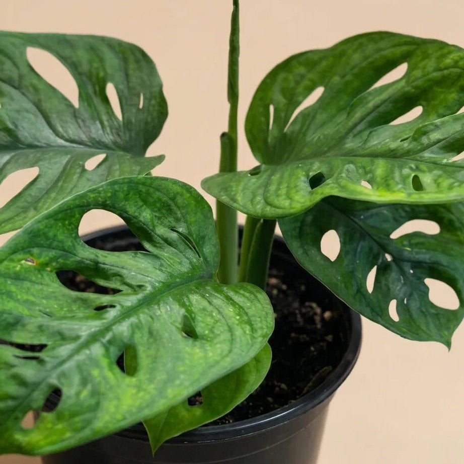 swiss cheese plant delivery Monstera Swiss Cheese 'Wide Form'