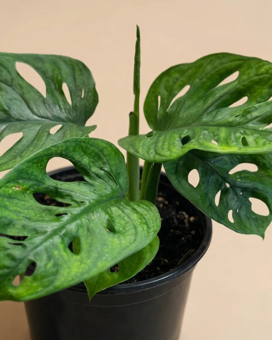 Monstera Swiss Cheese 'Wide Form'