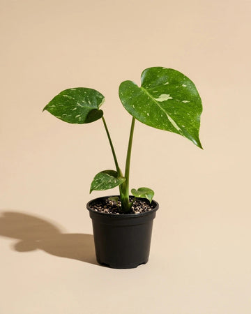 Monstera Thai Constellation