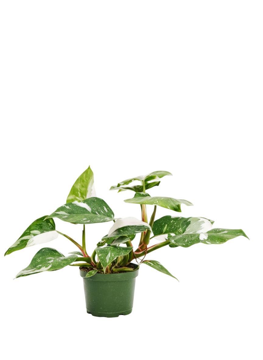 Philodendron White Wizard