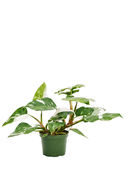 Philodendron White Wizard