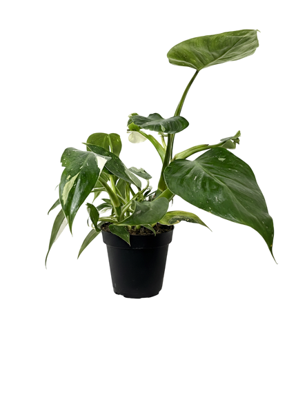 Philodendron White Wizard