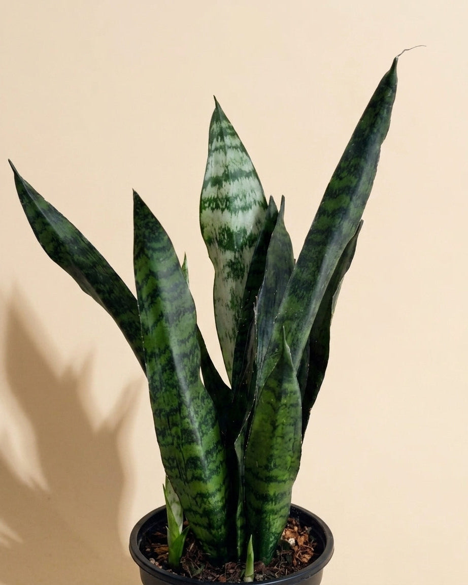 Snake Plant Zeylanica
