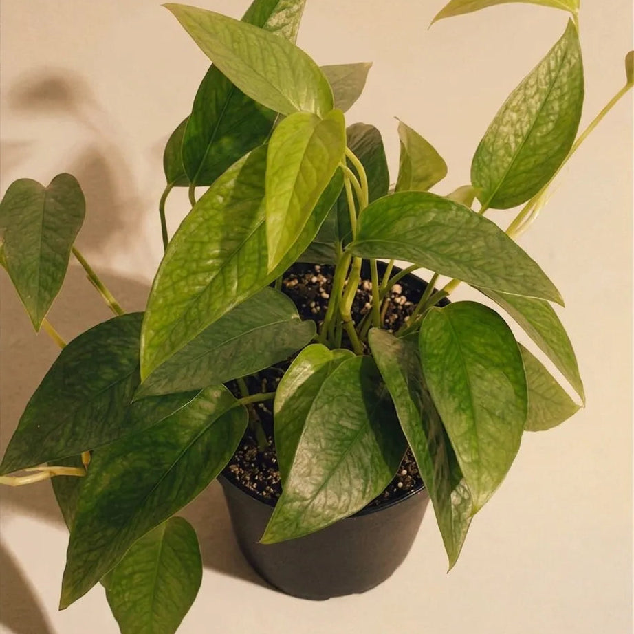 Pothos Cebu Blue