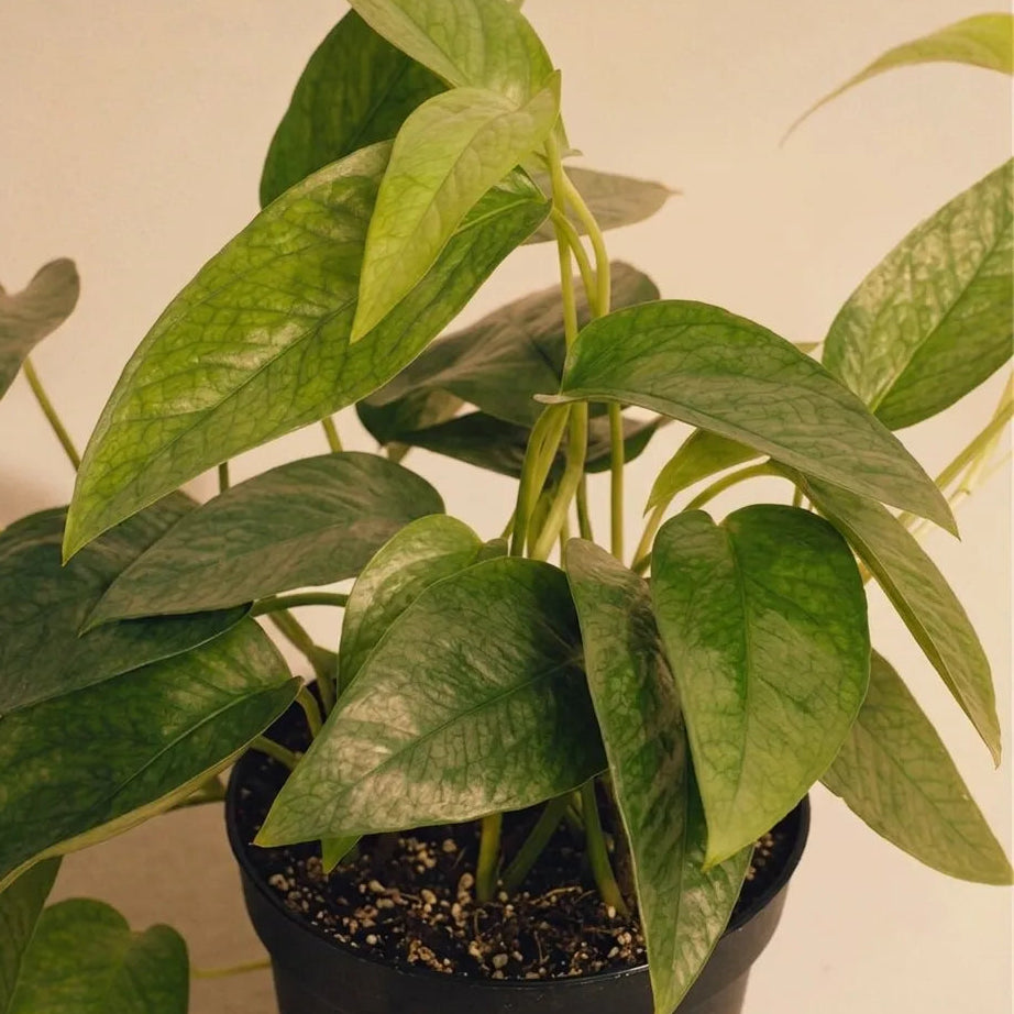 Pothos Cebu Blue