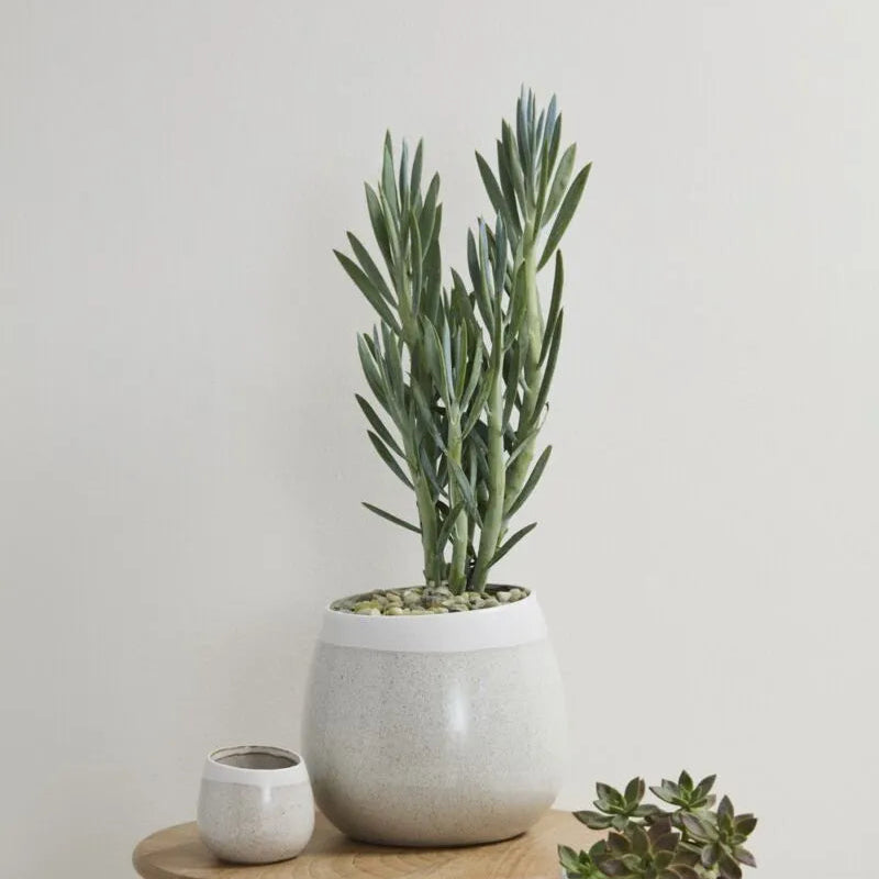 Choice Pot