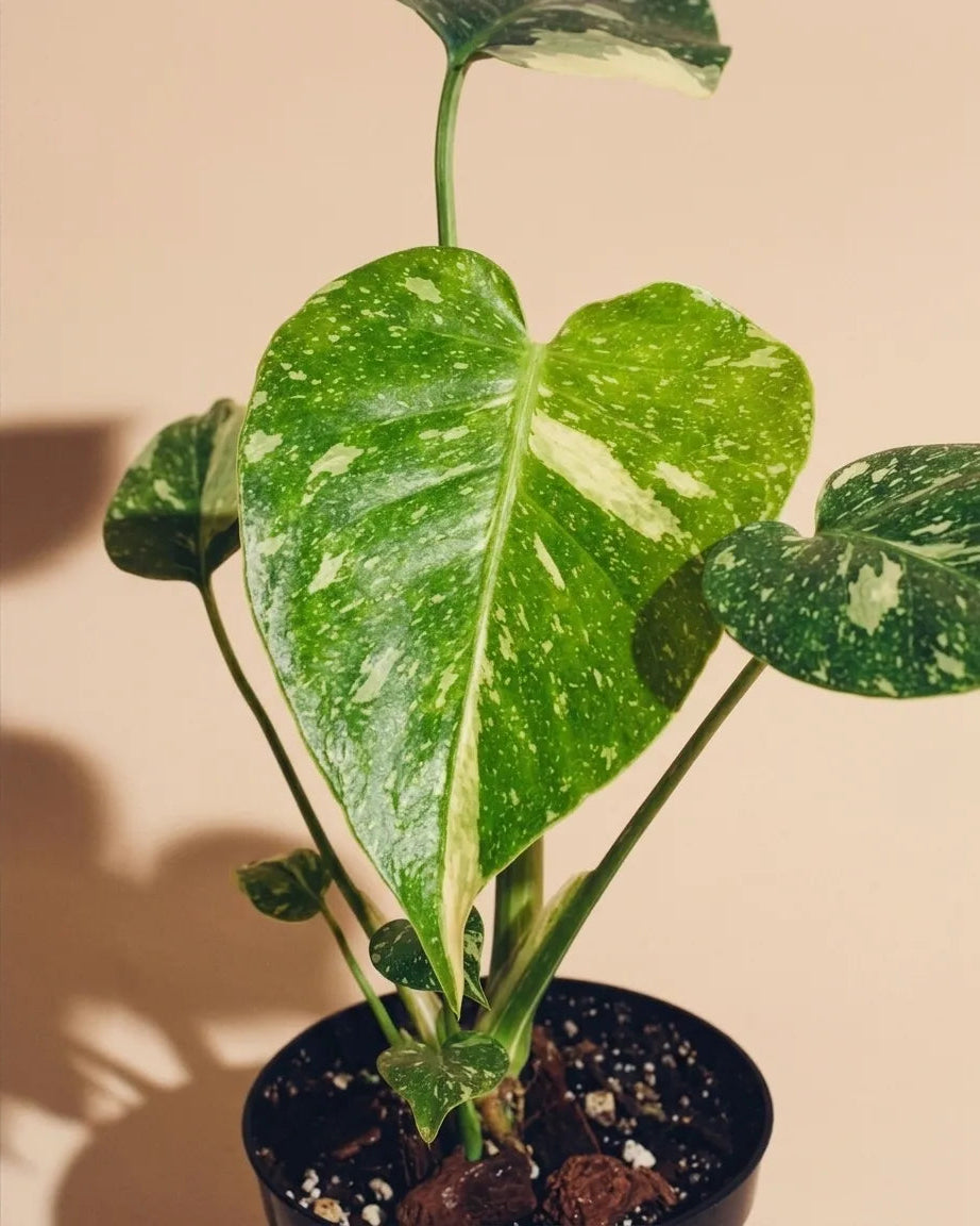 Monstera Thai Constellation