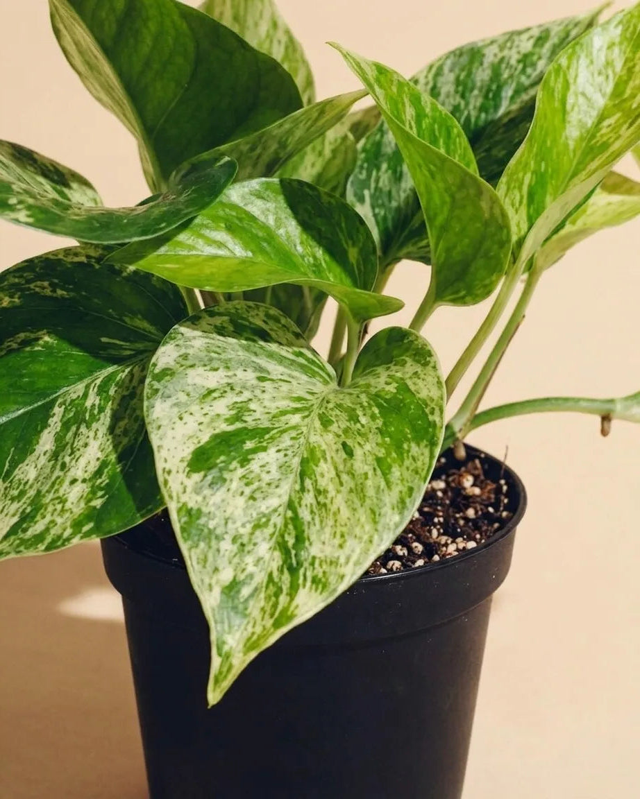 Pothos Marble Queen