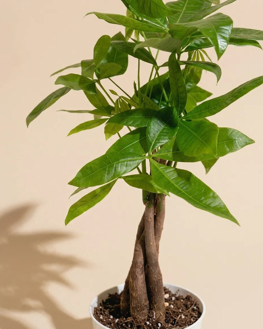 Money Tree Braid