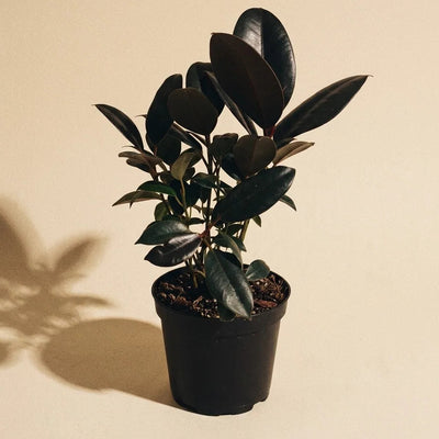 Ficus Decora Burgundy