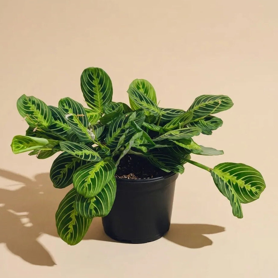 Maranta Lemon Lime