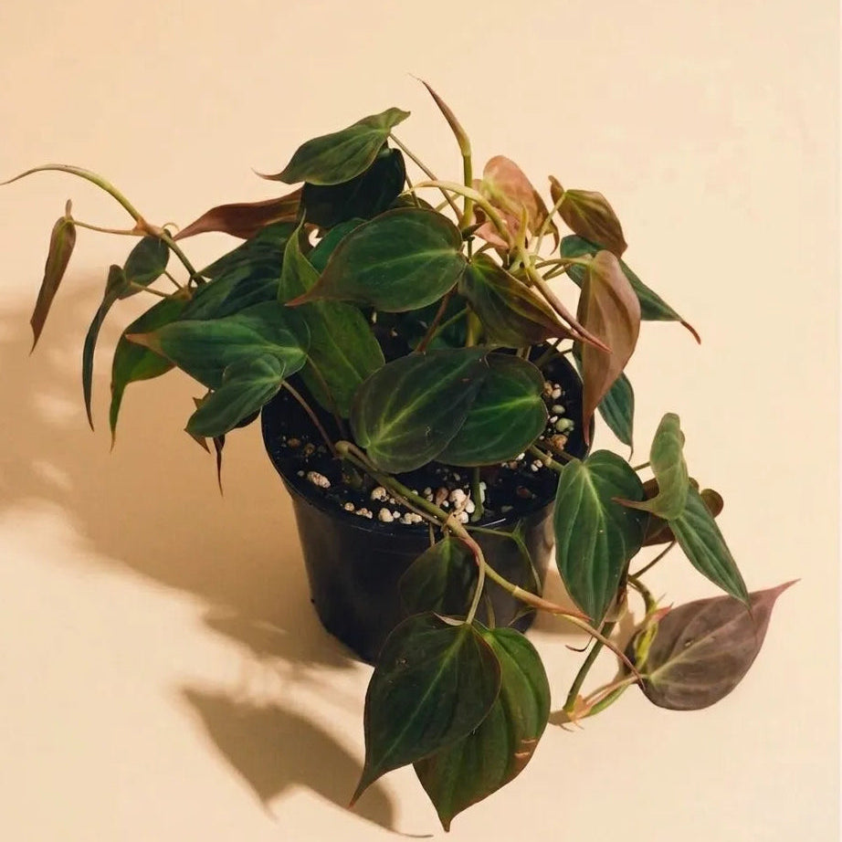 Philodendron Micans