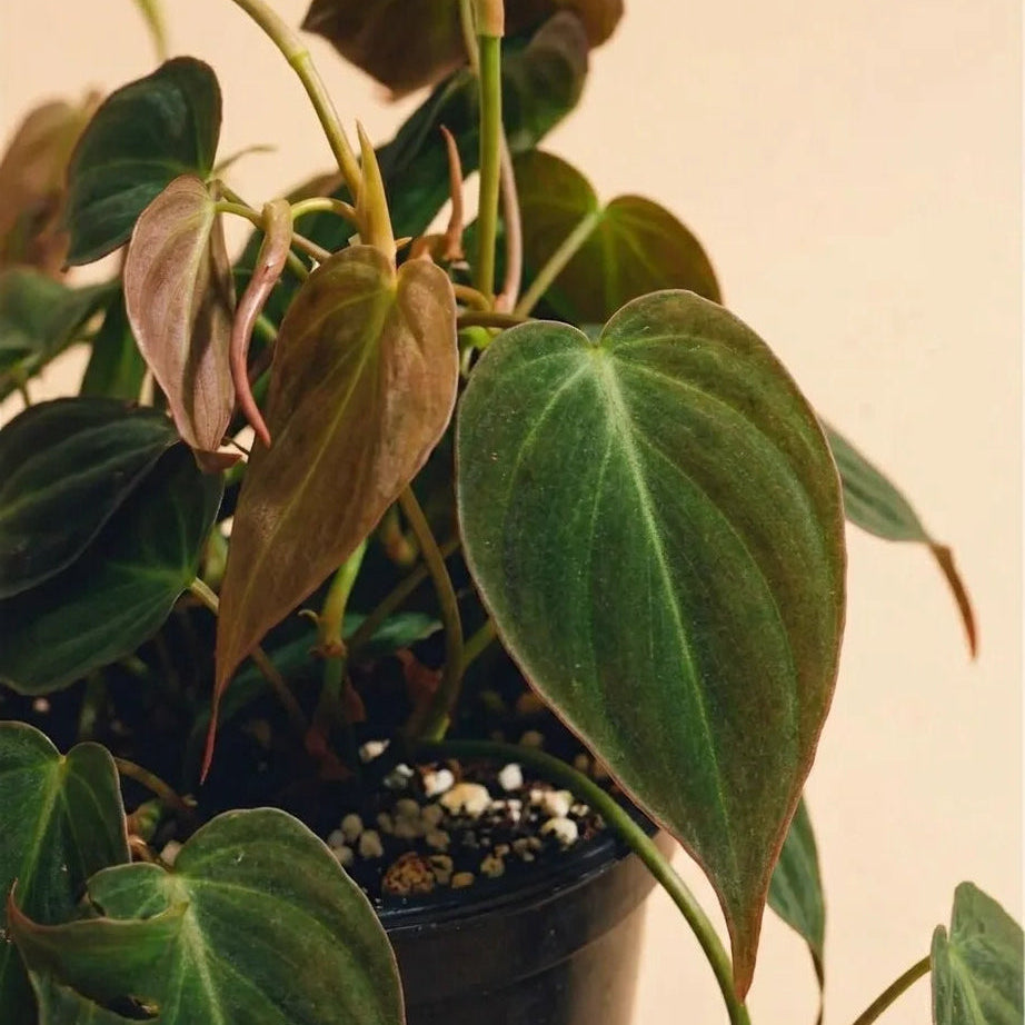 Philodendron Micans