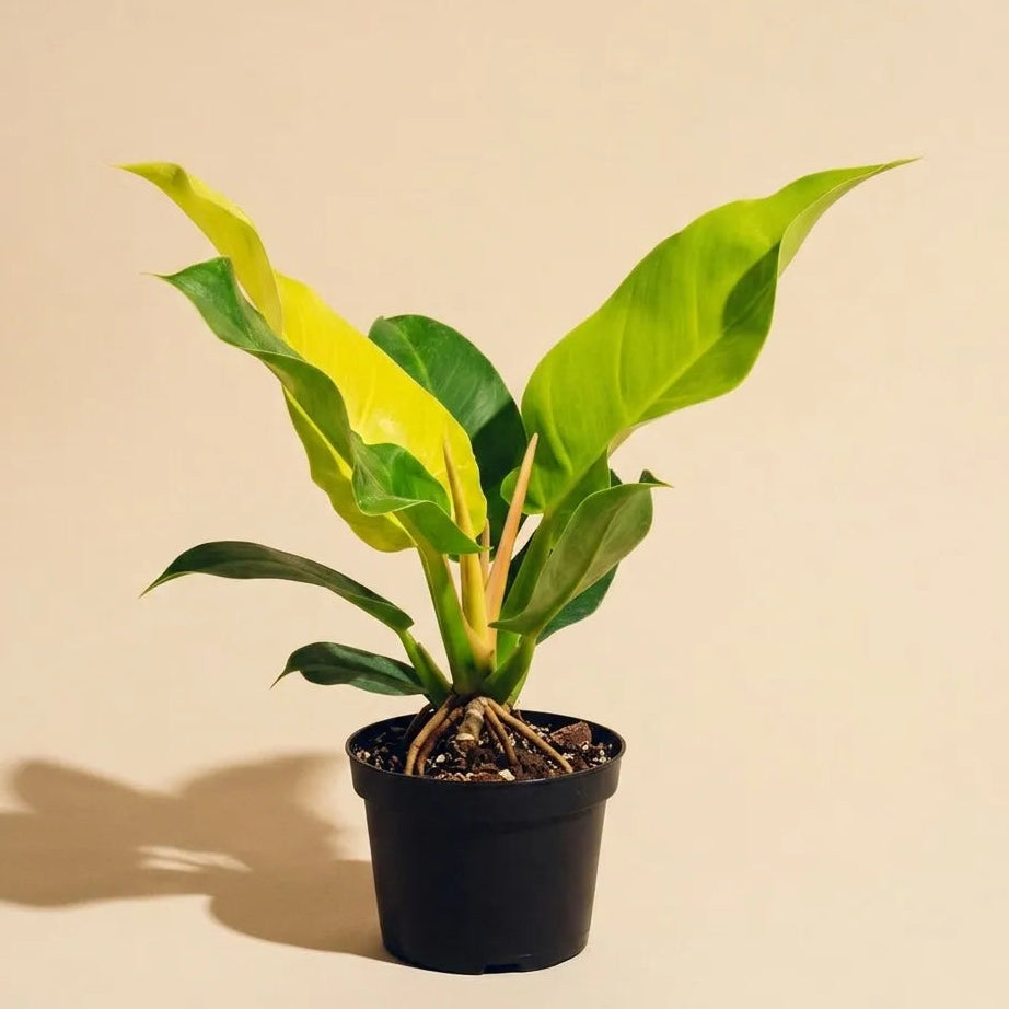 Philodendron Moonlight