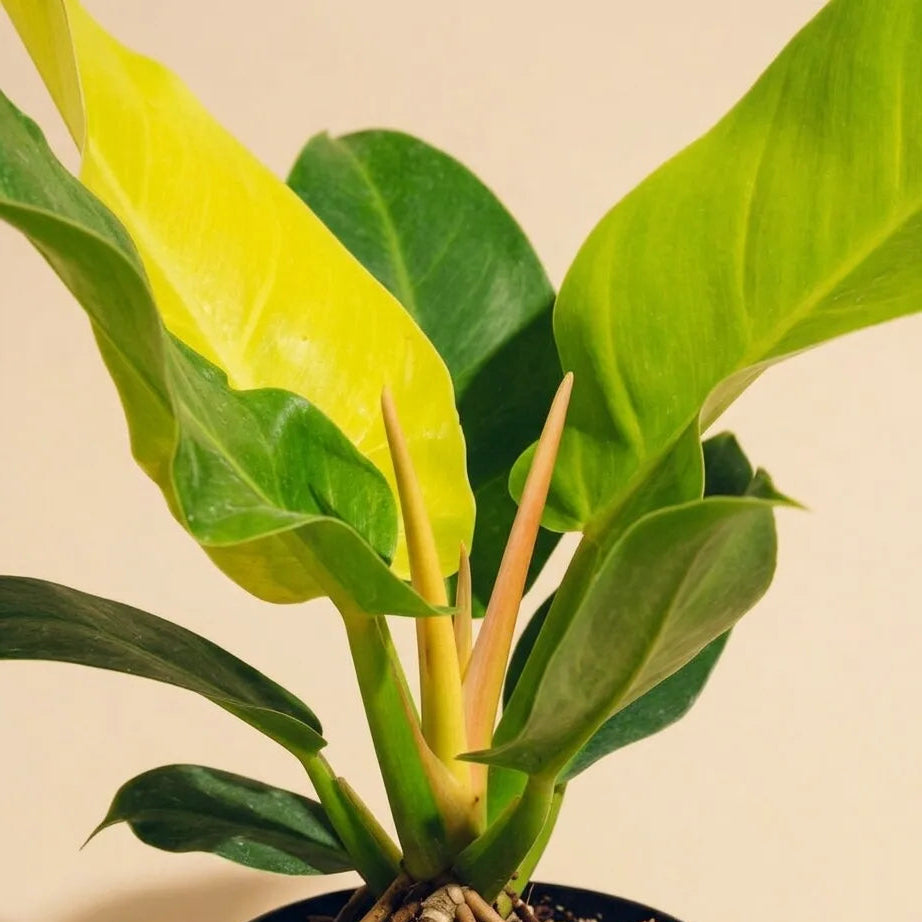 Philodendron Moonlight