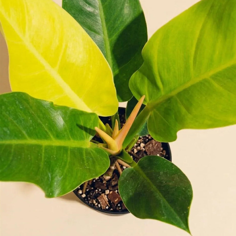 Philodendron Moonlight