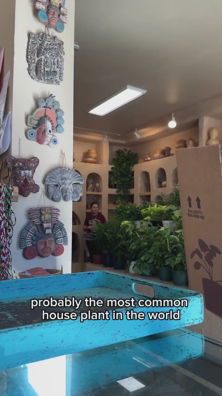 Xate, the palm leaf of Guatemala's rainforest