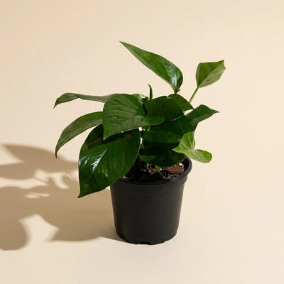 Potted pothos jade on a beige background