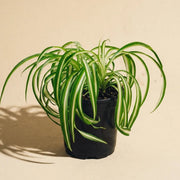 Spider Plant Variegated