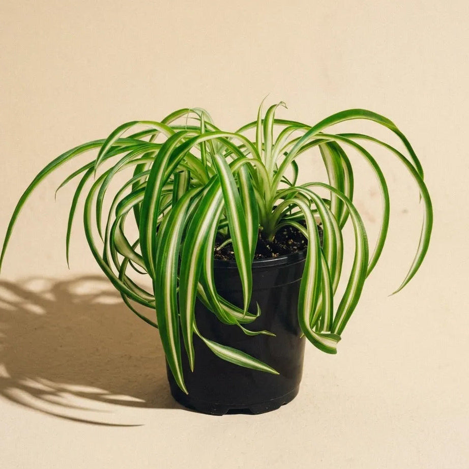 Spider Plant Variegated
