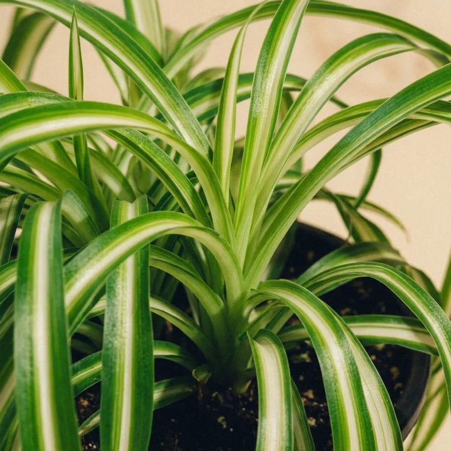 Spider Plant Variegated