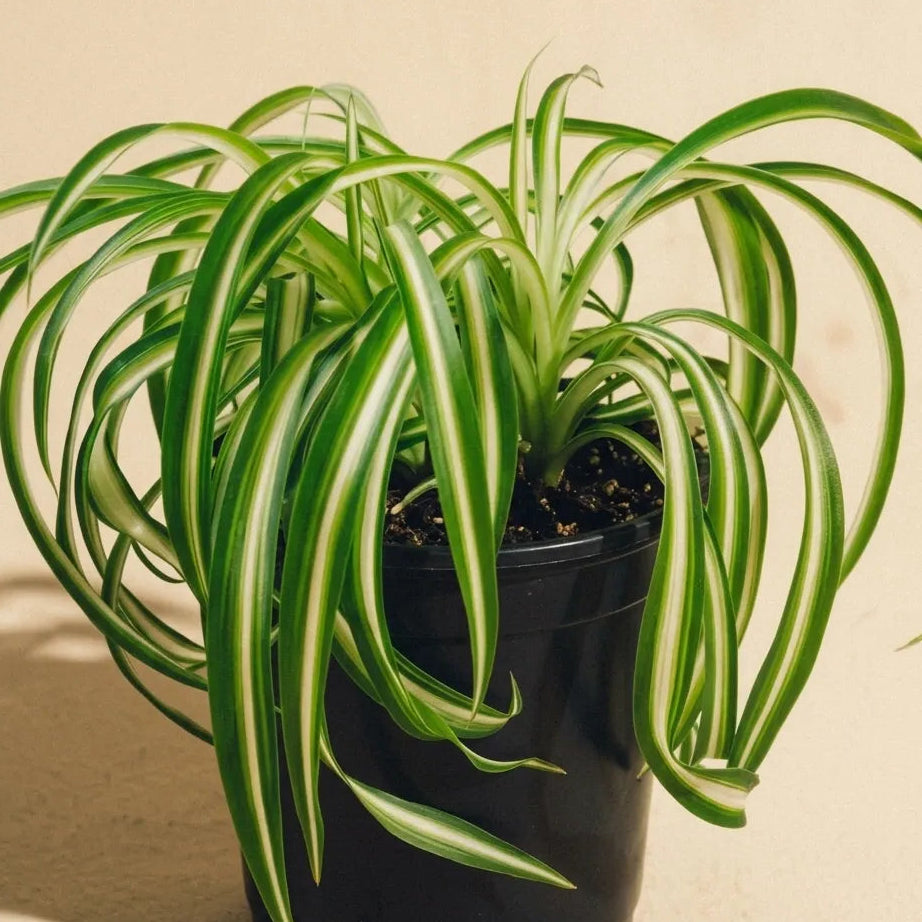 Spider Plant Variegated