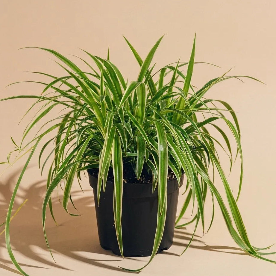 Spider Plant Variegated