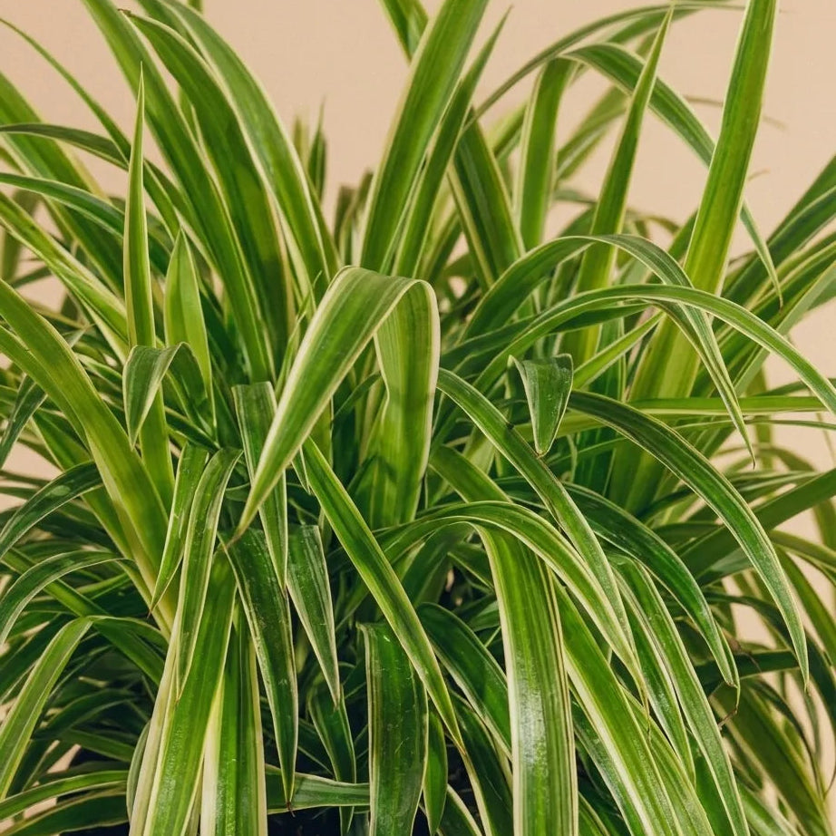 Spider Plant Variegated