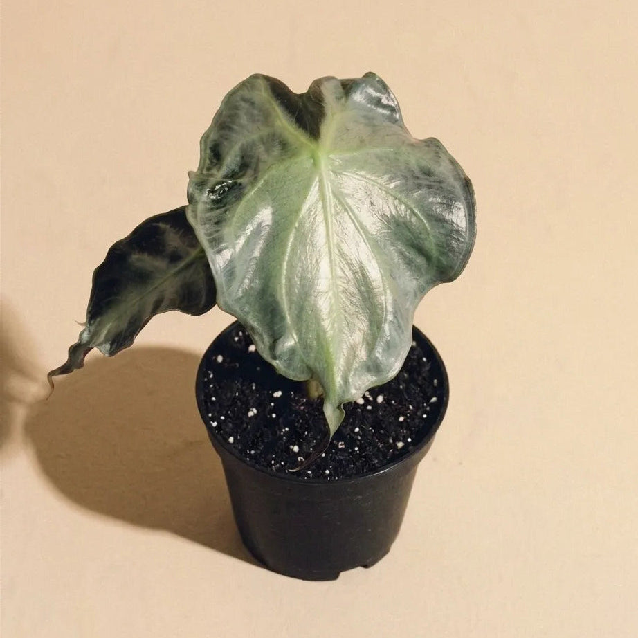 Alocasia Venom