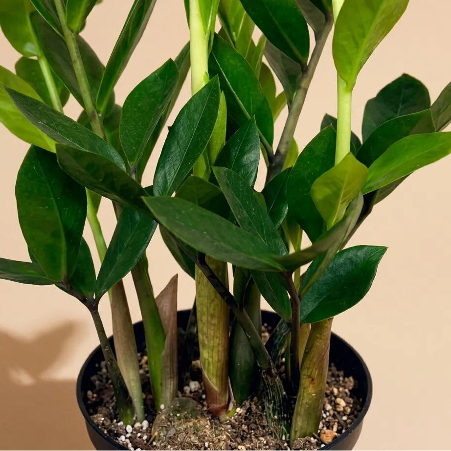 ZZ Plant