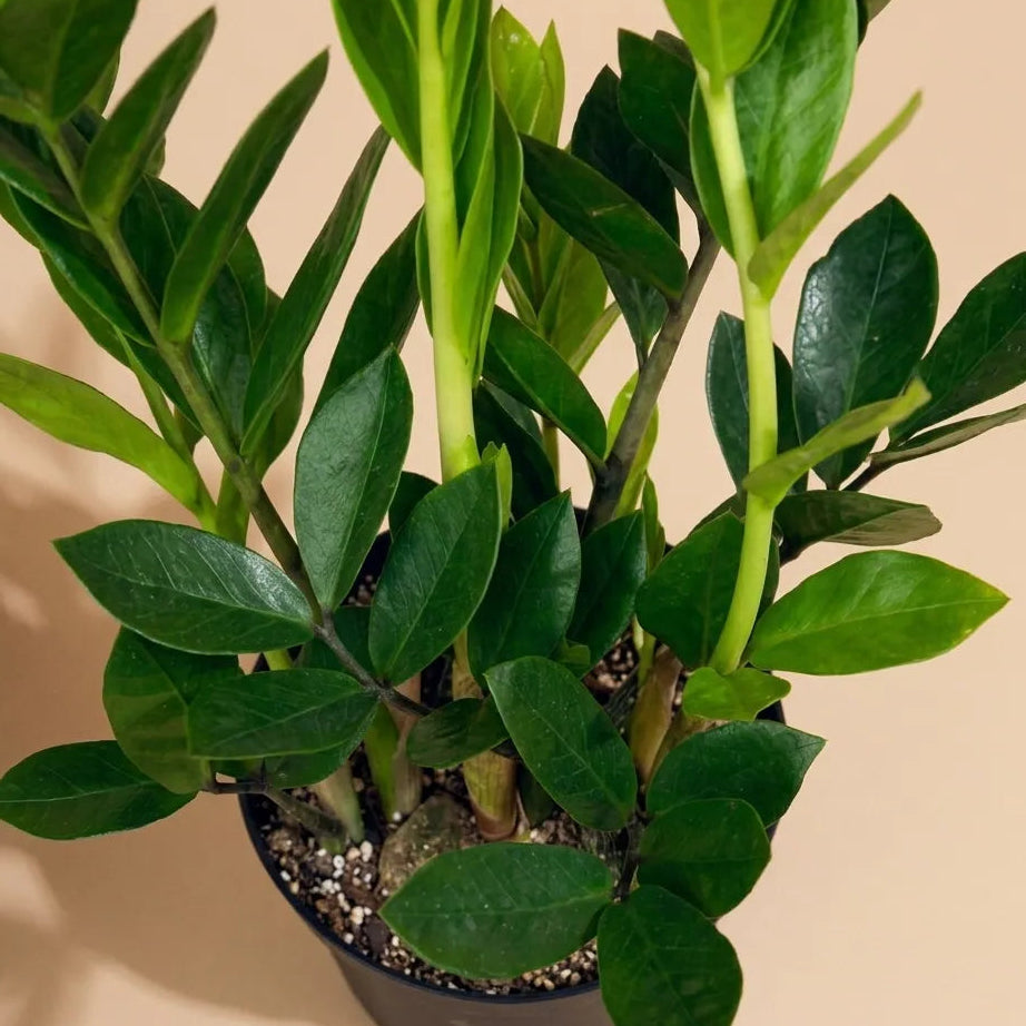 ZZ Plant