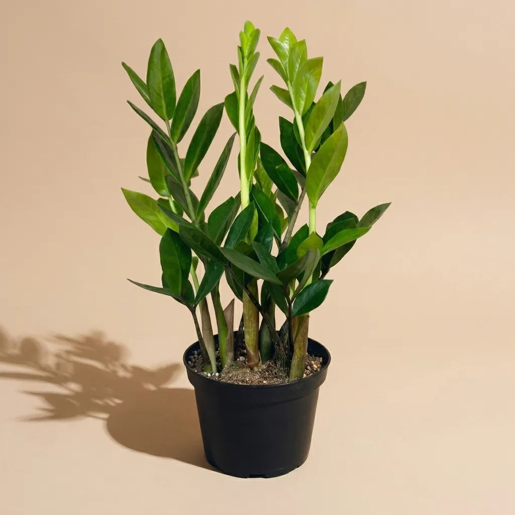 ZZ Plant