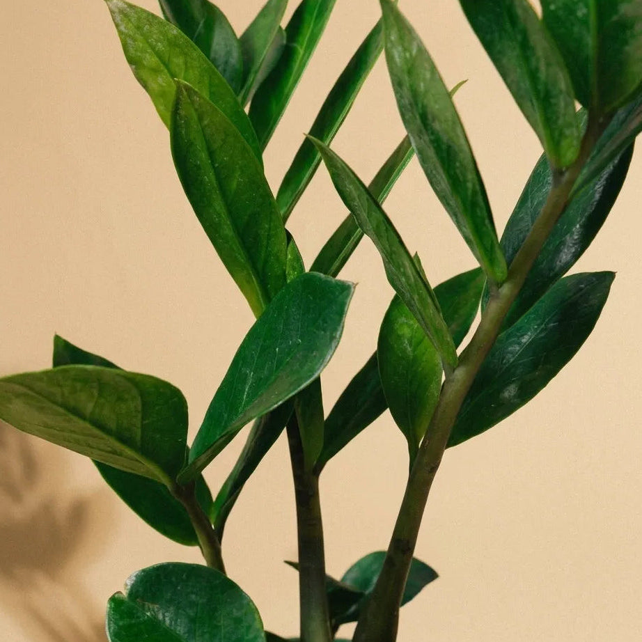 ZZ Plant