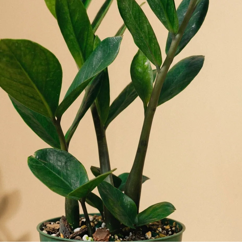 ZZ Plant