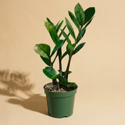 ZZ Plant