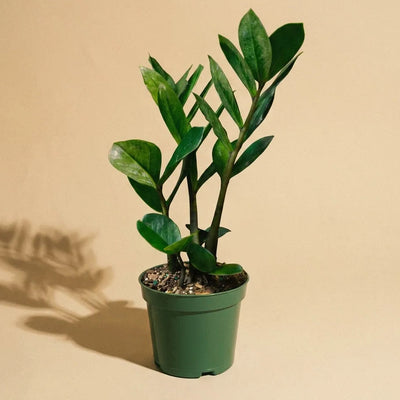 ZZ Plant
